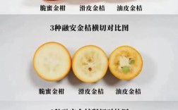 最好桔子品种是哪个？