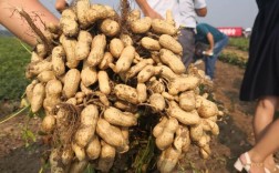 夏直播花生品种怎么选？