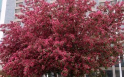 海棠树有哪些常见品种？