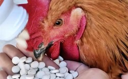 养肉鸡病技术视频大全，如何通过视频系统掌握常见疾病诊断与防控技巧？