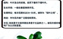 君子兰哪种品种最容易养活？