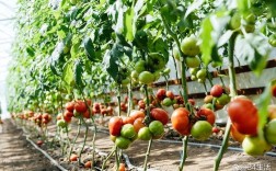 春西红柿种植技术视频有哪些要点？