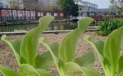 冰草适合哪里种植？技术要点有哪些？