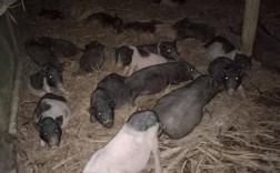 黑龙江野猪杂交品种批发，品质与价格如何？