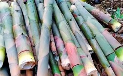 平原竹笋高产种植有何秘诀？