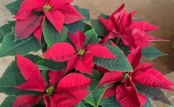 一品红红色品种好在哪？