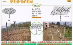 软枣猕猴桃栽培技术要点有哪些？