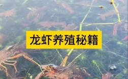 南方养龙虾，技术视频要点有哪些？