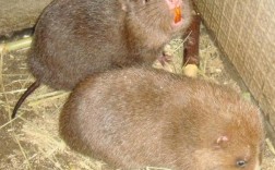 2025年广西竹鼠价格会涨还是跌？