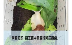央视蜗牛养殖技术视频，新手能学会吗？