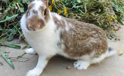 养野兔当宠物可行吗？