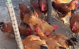 农村养殖鸡技术视频哪里能下载？