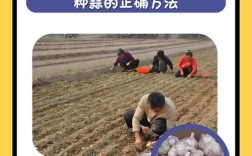 北方春播大蒜怎么种才高产？
