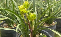 春兰哪个品种花香最浓？