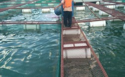 网箱泥鳅养殖技术视频怎么学？