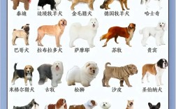 肉狗养殖哪个品种最佳？