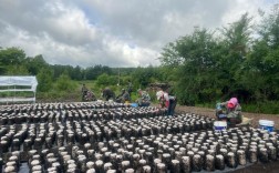 青岛木耳养殖技术视频怎么学？