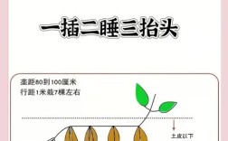 红薯啥时候种？怎么种才高产？