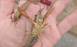 小龙虾苗价多少一斤？