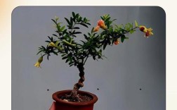 石榴栽培管理视频有哪些关键技术要点？