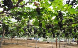 巨峰葡萄施肥关键期与配比如何把握？