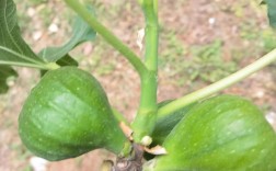 无花果种植技术视频有哪些要点？
