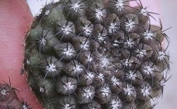 仙人球品种有哪些？图片大全能区分吗？