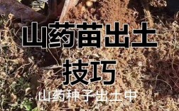 新技术如何让山药种植更高效？这些创新方法能解决哪些传统种植难题？