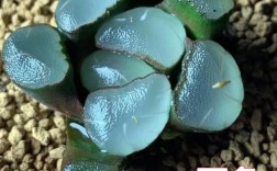 多肉万象品种如何挑选最好？