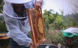 诱捕野生蜂群视频，关键技术是什么？