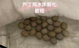 小鸡孵化技术视频教学，关键步骤有哪些？