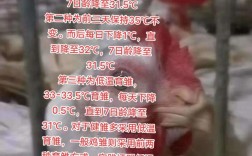 今日山东817毛鸡价格是涨还是跌？