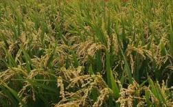 富尔龙稻25品种有何突出优势与特性？