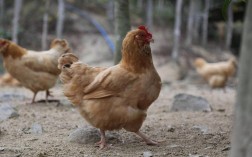 山东今日白羽肉鸡价格多少钱一斤？