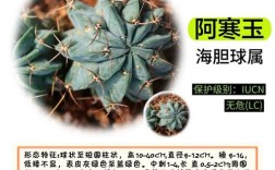 仙人球有哪些常见品种及名称？