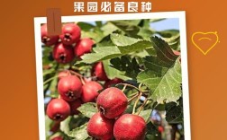 山楂适合种植哪些品种？