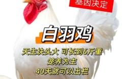 白羽鸡817最新价格多少钱一斤？