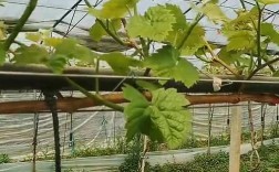 葡萄栽培技术管理视频，有哪些实用技巧？