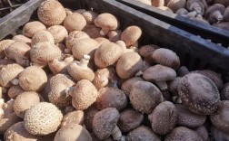 香菇哪个品种菇面硬白？