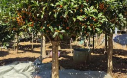 北京适合种哪些桂花树品种？