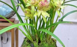 家养兰花选哪种品种合适？