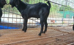 努比亚公山羊养殖技术有哪些要点？