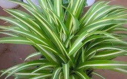 吊兰到底有多少品种？