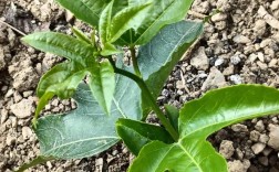 百香果苗如何高效培植？