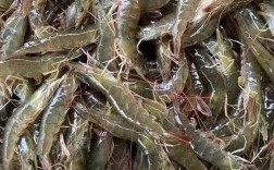 海水池塘养虾，选什么品种好？