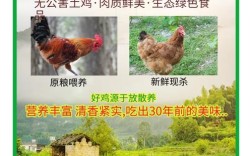 山地养土鸡技术要点有哪些？