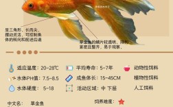 最早出现的金鱼品种是哪个？