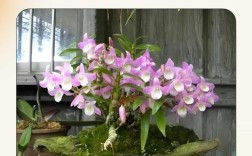 石斛花品种不同，养殖方法有何差异？