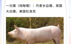 内三元猪包括培育品种