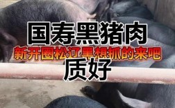 辽宁哪里能买到正宗东北黑猪品种？